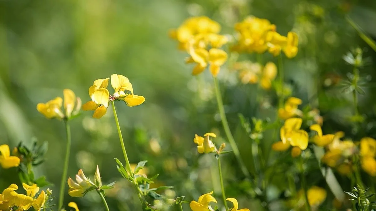 Hornklee im Garten: Der vollständige Pflanzplan für mehr Insekten ab Mai