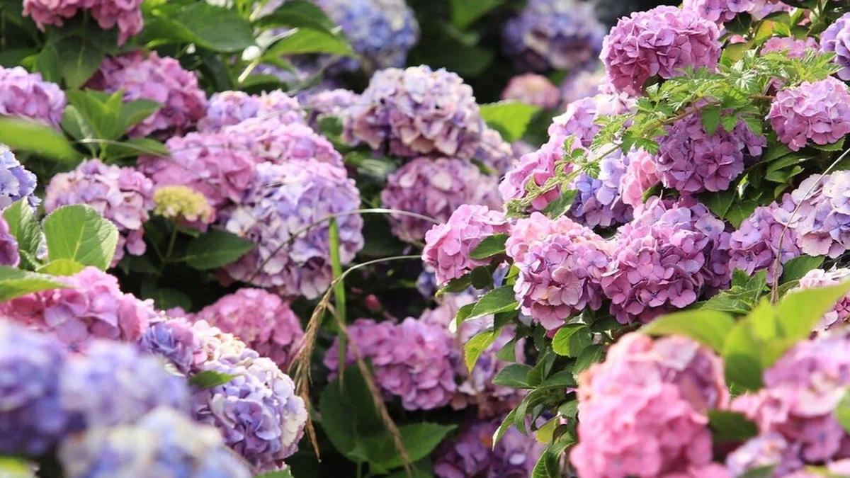 Hortensien im Garten: 4 Gründe, die gegen das Pflanzen in diesem Sommer sprechen