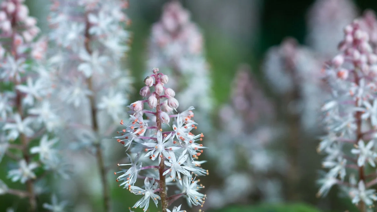Schaumblüte pflanzen: Der vollständige Ratgeber für April bis Herbst