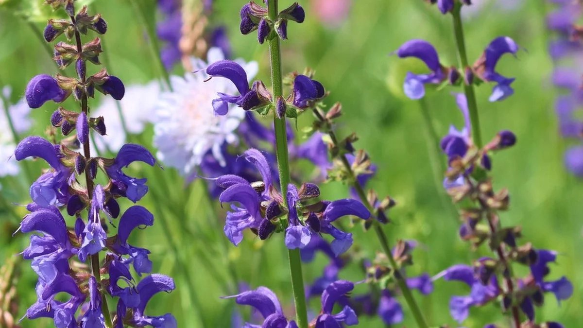 Dauerblüher Garten: 5 heimische Stauden, die von Mai bis September blühen