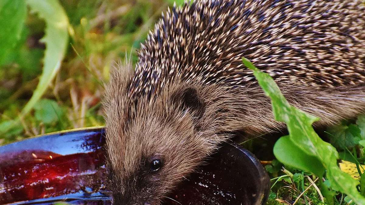 Tiere und Hitze: Der vollständige Plan für Vögel, Igel, Bienen und Haustiere im Sommer
