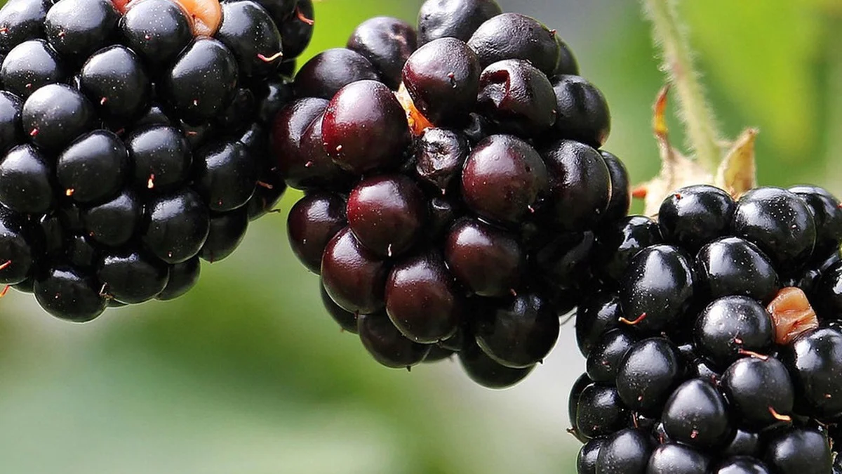 Brombeeren täglich essen: Was 200 Gramm pro Tag wirklich mit deinem Körper machen