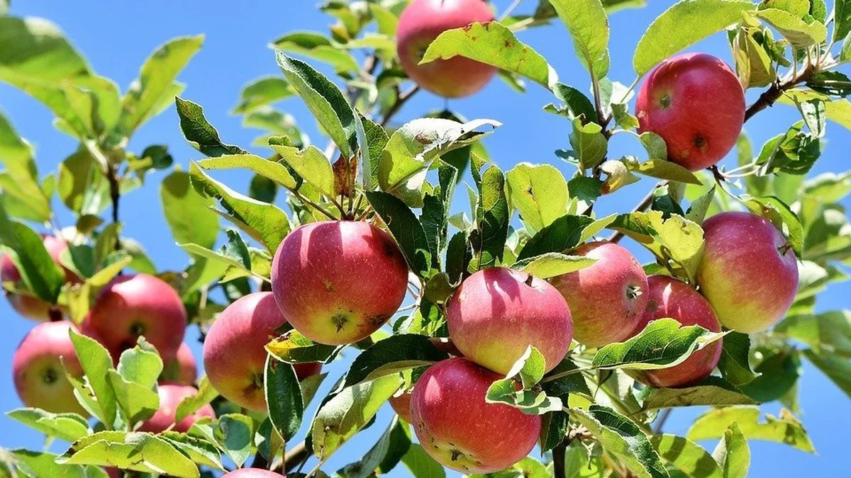 Säulenapfel pflanzen: Der vollständige Pflegeplan für kleine Gärten und Balkone