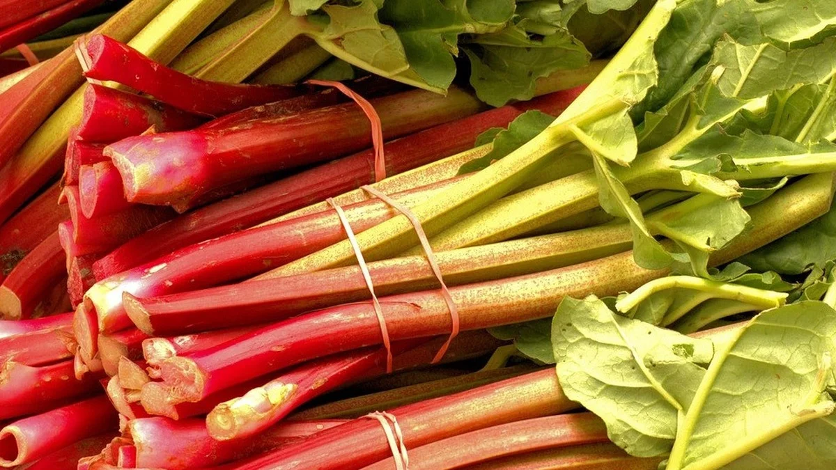 Rhabarbersaft selber machen: Das vollständige Rezept für bis zu 6 Monate Haltbarkeit