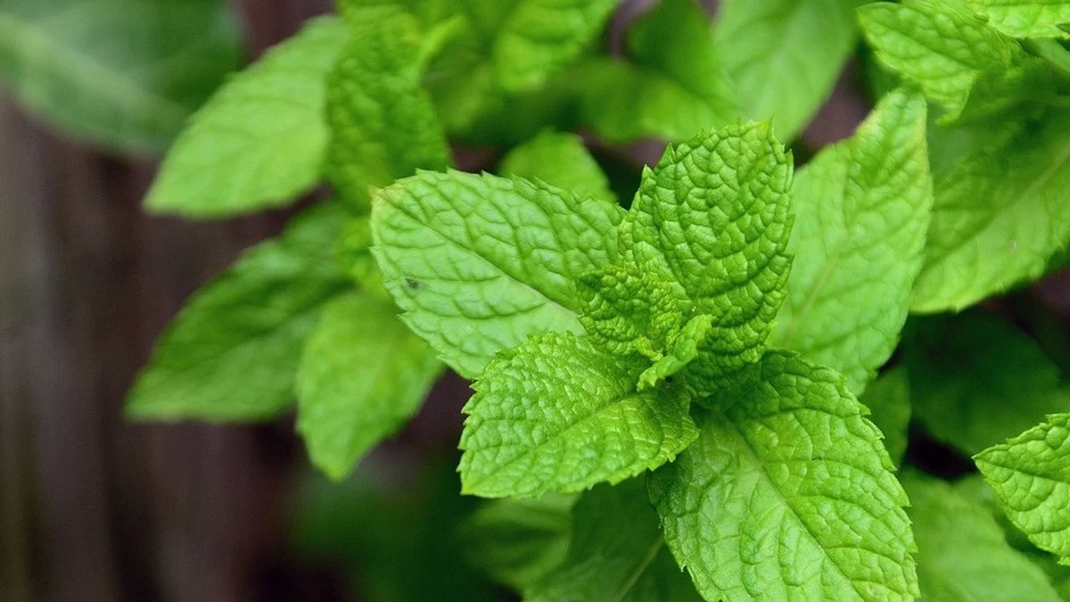 Minzsorten im Überblick: 30 Arten für Garten, Tee und Küche — welche zu dir passt