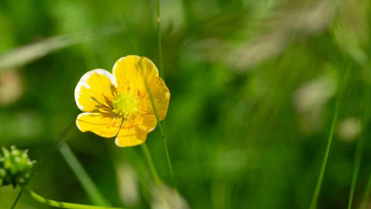 Kriechender Hahnenfuß: Was gelbe Blüten im Rasen über deinen Boden verraten