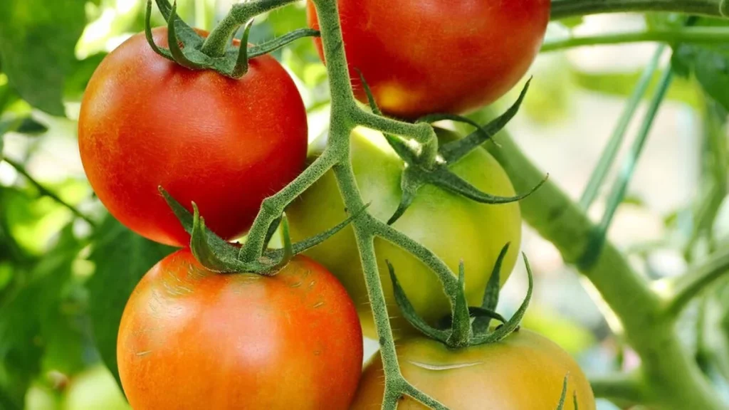 Tomaten gießen mit Salzwasser: Dieser Haushalts-Trick macht die Ernte aromatischer