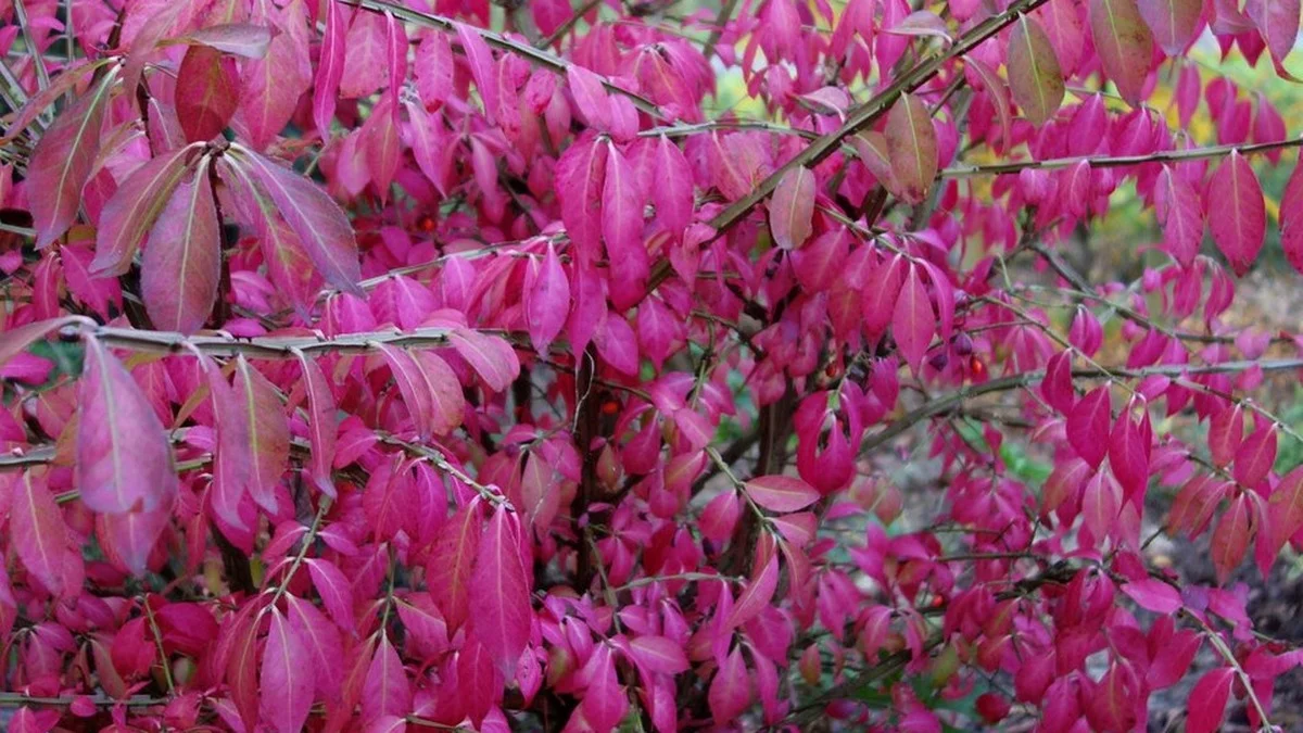 Korkflügelstrauch im Herbst: Der vollständige Pflanzplan für leuchtendes Rot ab September