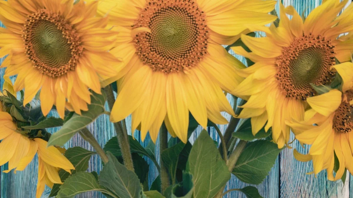 Sonnenblumen in der Vase: Der Heißwasser-Trick für bis zu 10 Tage Blütenpracht