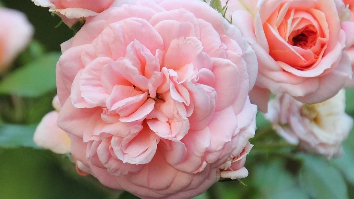 Rosen im Juni: Der vollständige Pflegeplan für Garten und Balkon jetzt im Rosenmonat