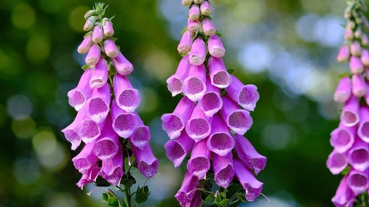 Heimische Giftpflanzen: 10 Arten im Garten, die für Kinder tödlich sein können