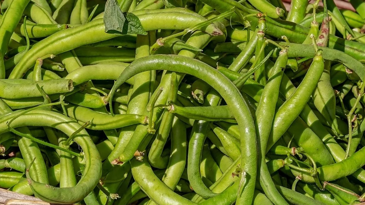 Bohnen roh essen: Warum Phasin schon bei 5 Schoten gefährlich wird