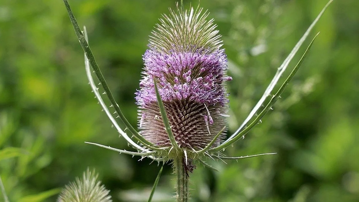 Wilde Karde im Garten: Der vollständige Anbau- und Nutzungsplan für diese heimische Staude