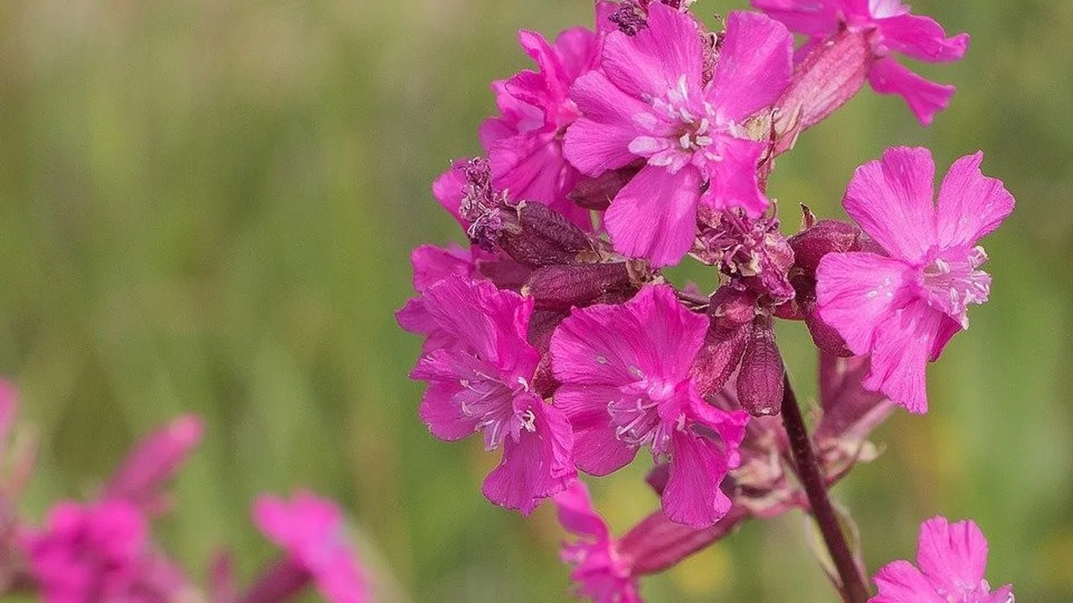 Pechnelke (Silene viscaria): Der vollständige Pflanzplan für deinen Garten ab Mai