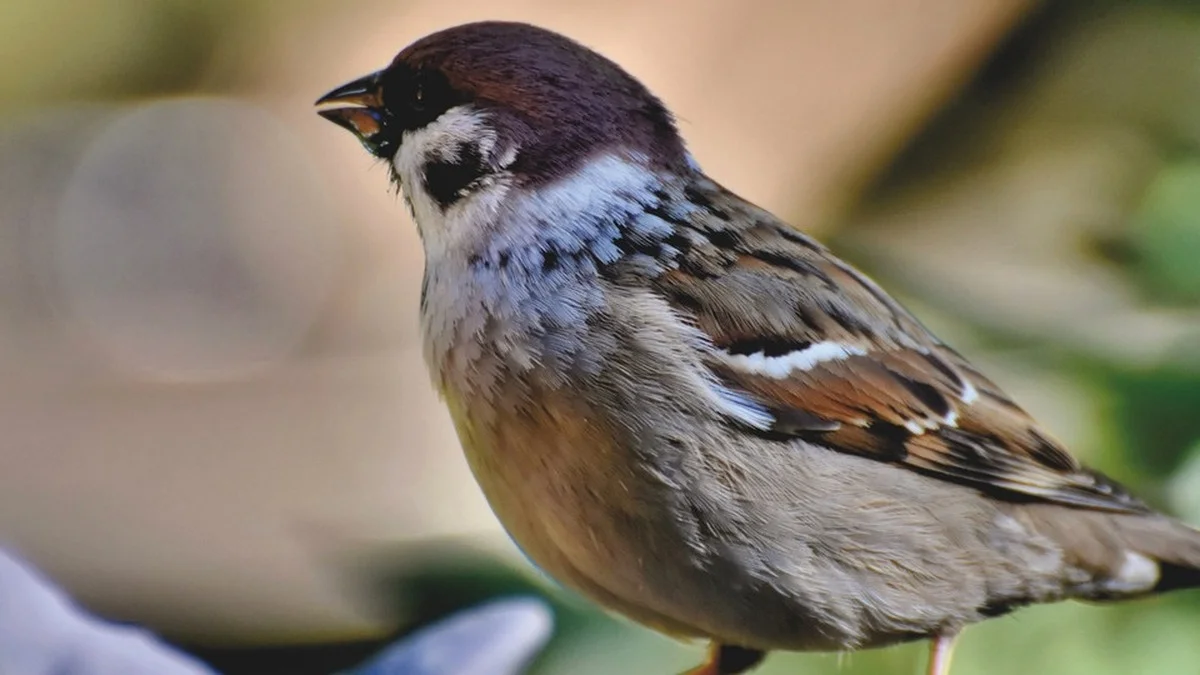 Vogelbad im Garten: Der vollständige Plan für den richtigen Standort und sichere Hygiene