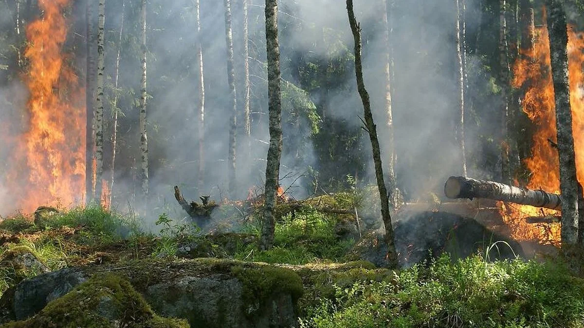 Waldbrand in Deutschland: Der vollständige Handlungsplan für Vorbeugung und Ernstfall