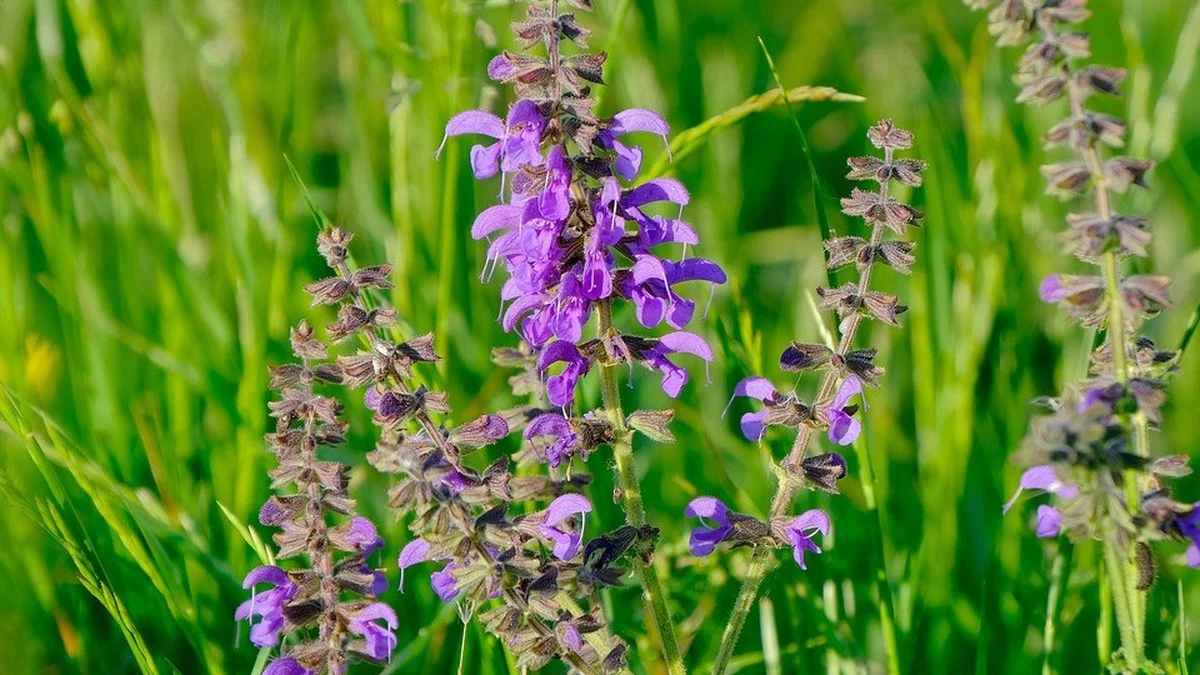 Wiesensalbei im Garten: So erkennst, pflanzt und pflegst du die Wildstaude richtig