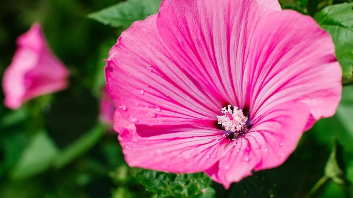 Buschmalve im Garten: Der vollständige Leitfaden zum Pflanzen, Pflegen und Vermehren