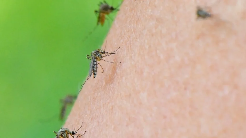 West-Nil-Virus in Sachsen: Warum heimische Mücken 2026 gefährlicher sind als die Tigermücke