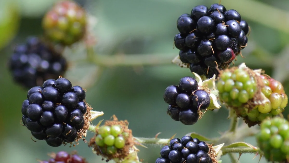 Wilde Brombeeren im Garten: Der vollständige Plan zum Entfernen ohne Chemie