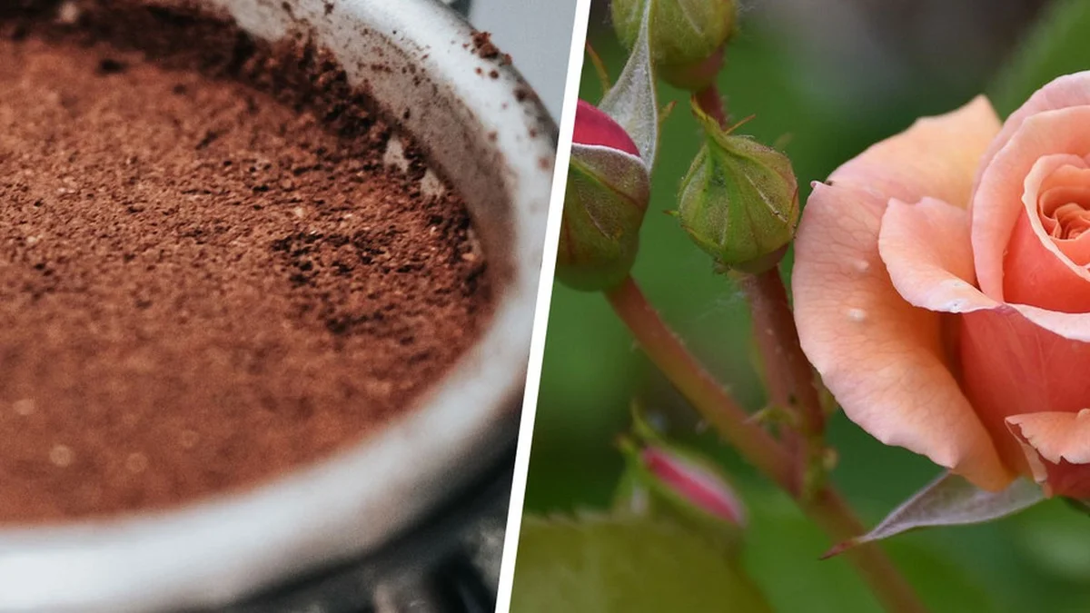 Kaffeesatz als Dünger: Welche 10 Pflanzen damit wirklich keinen Frieden schließen