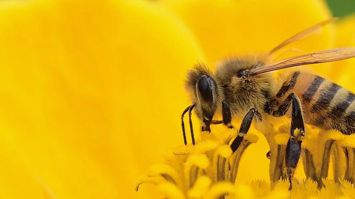 Selbstaussäer im Garten: 7 Blumen, die jedes Jahr ohne dein Zutun wiederkommen