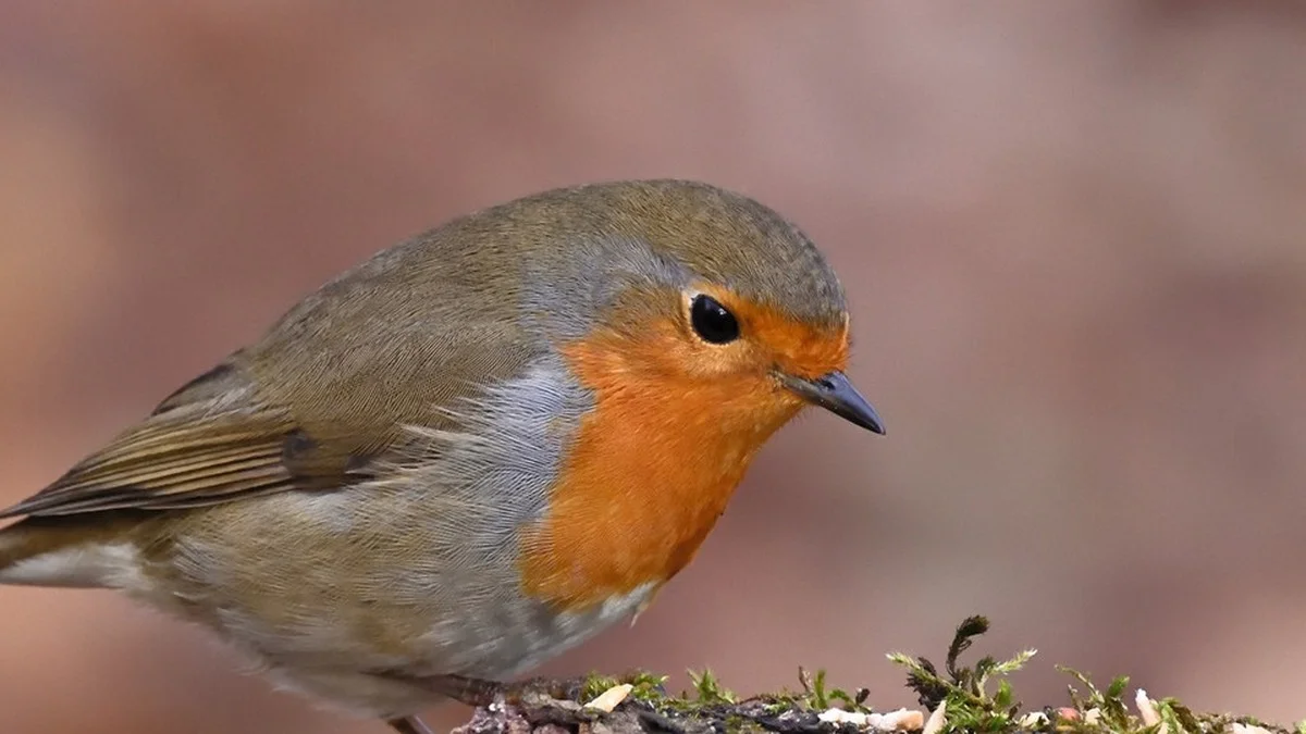Heimische Vögel füttern: Welches Futter für Amsel, Meise und Fink wirklich passt