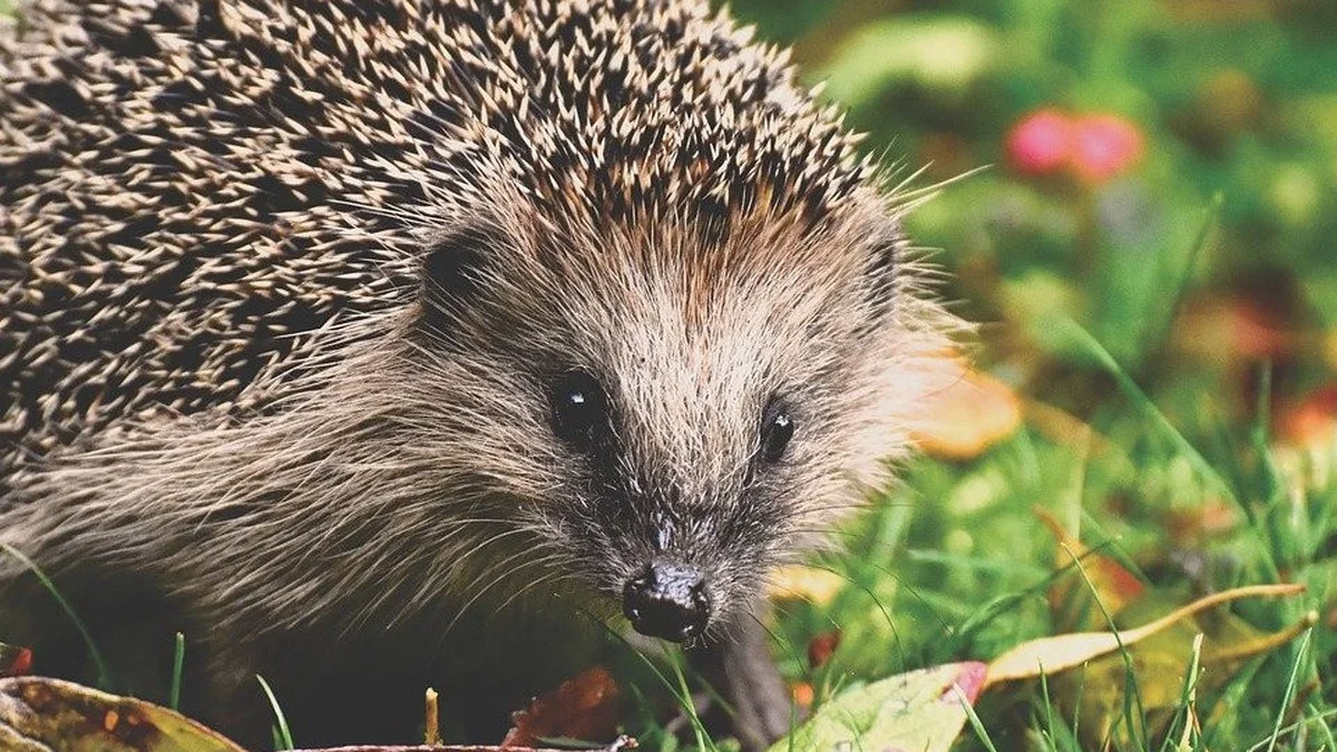 Nützlinge im Garten: 8 Arten, die Schädlinge bekämpfen und deine Ernte retten