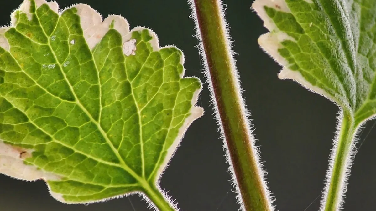 Mottenkönig am Fenster: Wie Plectranthus Mücken und Motten diesen Sommer fernhält