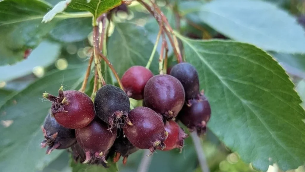 Felsenbirne im Garten: Pflanzzeit, Pflege und ein Rezept für selbst gemachte Marmelade