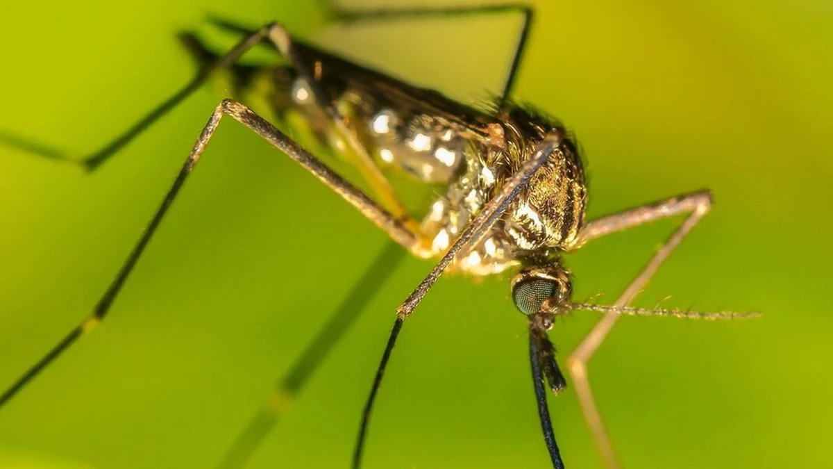 Wattebausch-Trick gegen Mücken: Was er wirklich bringt – und was besser hilft