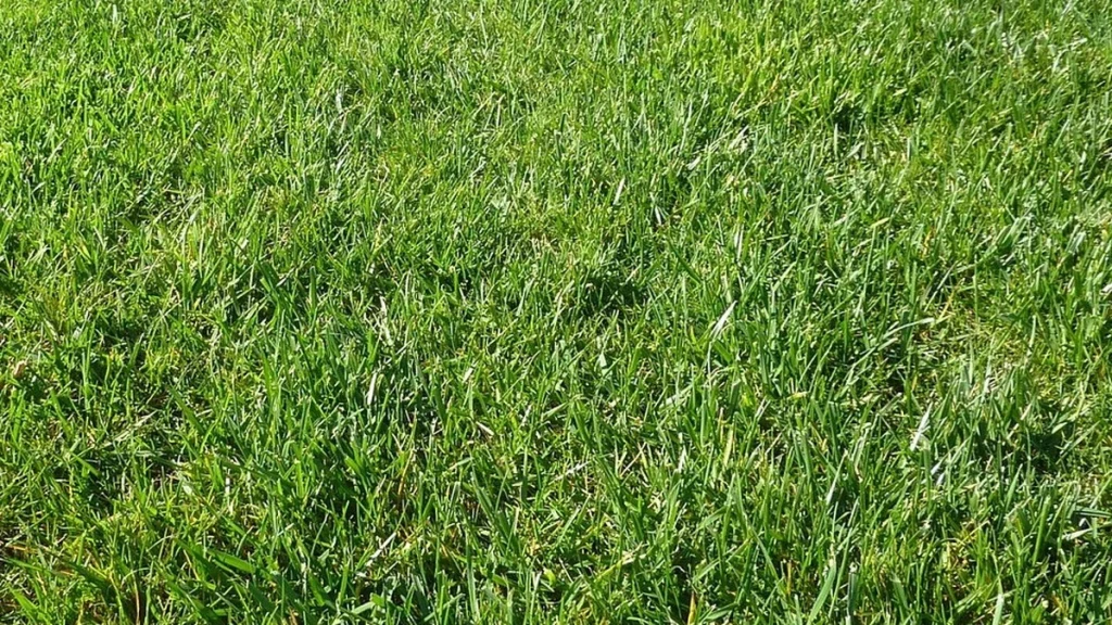 Herbstrasendünger richtig einsetzen – was Kalium für den Rasen im Winter leistet