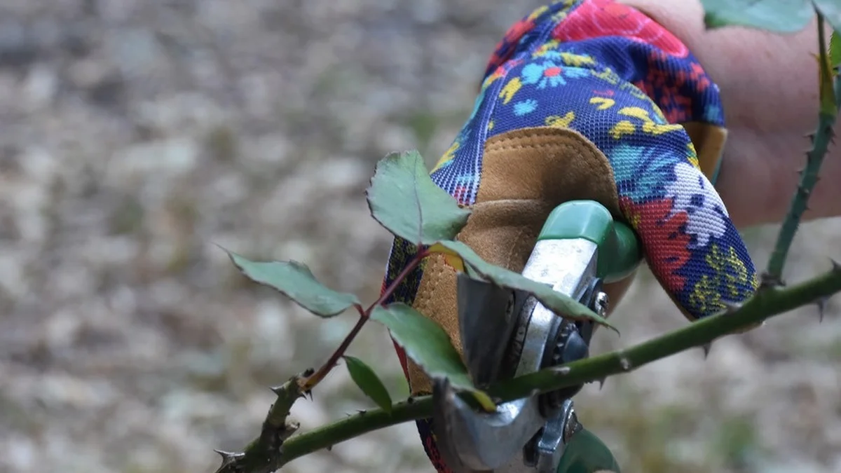 Nach der ersten Blüte nochmals schneiden – bei diesen Pflanzen lohnt sich der Remontierschnitt