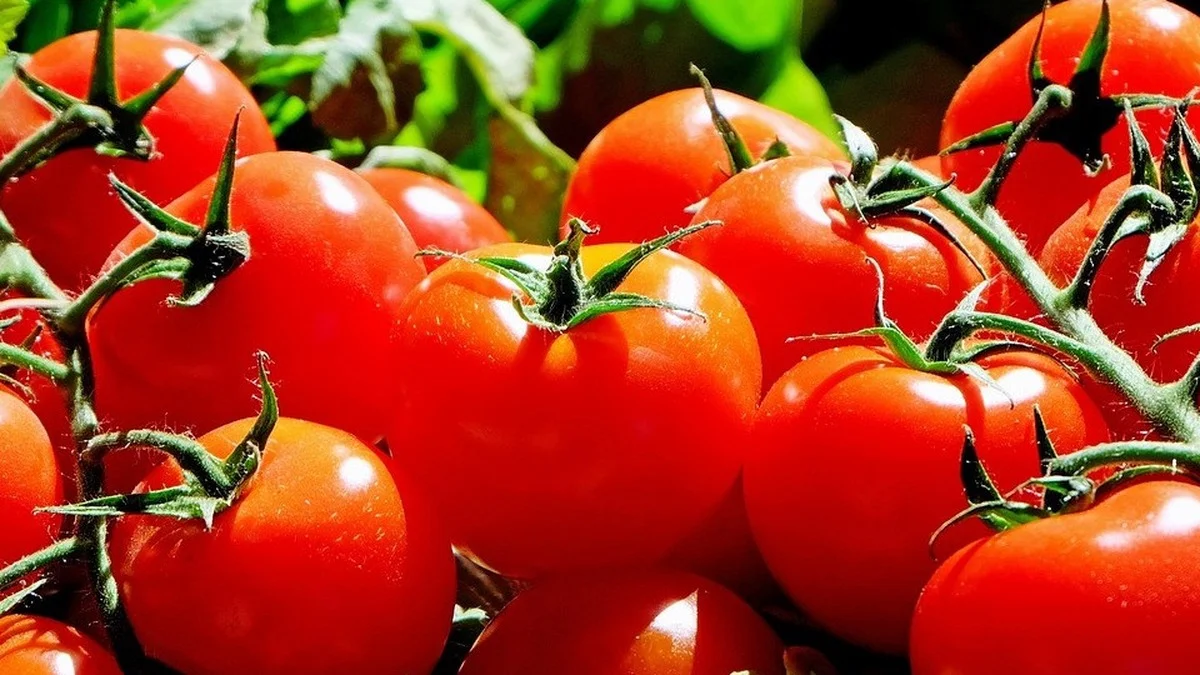 Grüne Tomaten nachreifen lassen – fünf Methoden, die wirklich funktionieren