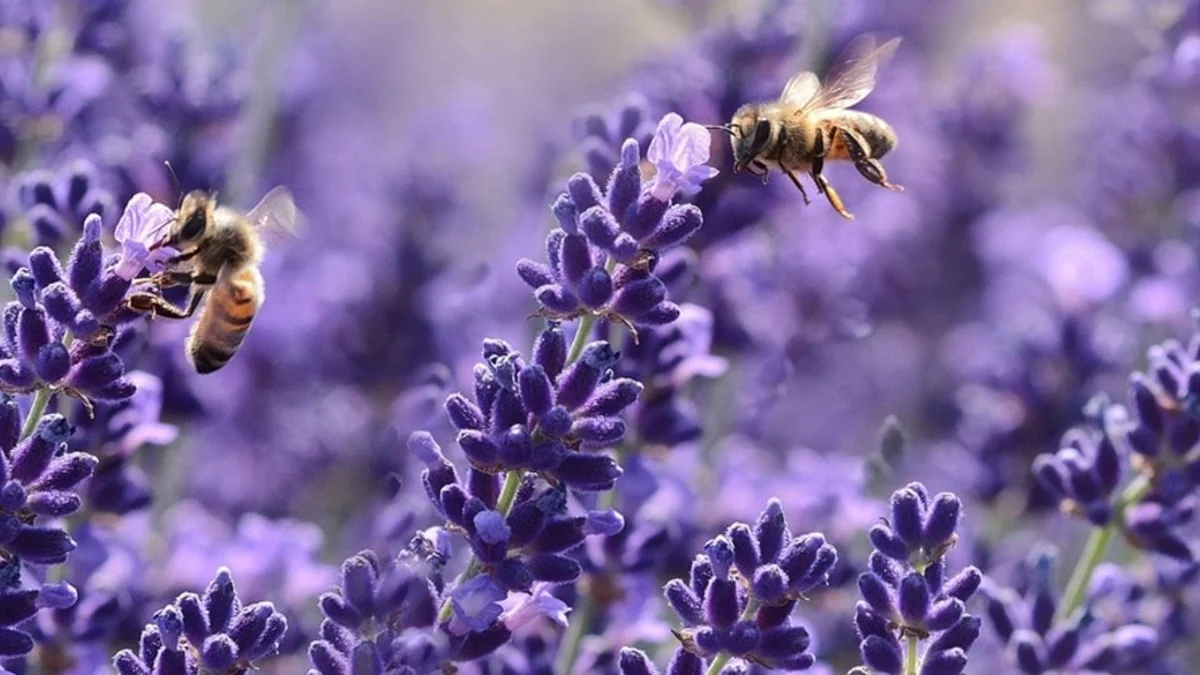 Welche Pflanzen Bienen wirklich helfen – und welche du besser meidest