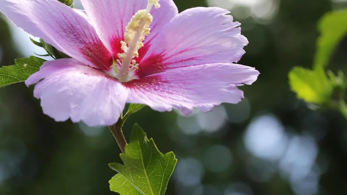Hibiskus richtig schneiden: Welcher Schnitttyp wann wirklich den Unterschied macht