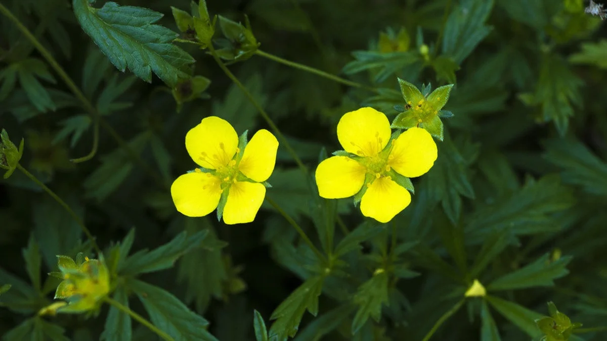 Blutwurz im eigenen Garten: Anbau, Ernte und Anwendung als Heilpflanze