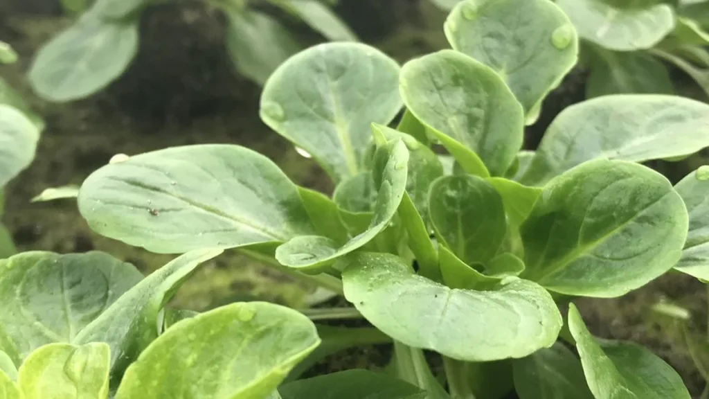 Tatsoi, Schwarzer Rettich, Winterportulak – drei Salate und Blattgemüse, die du jetzt noch aussäen kannst