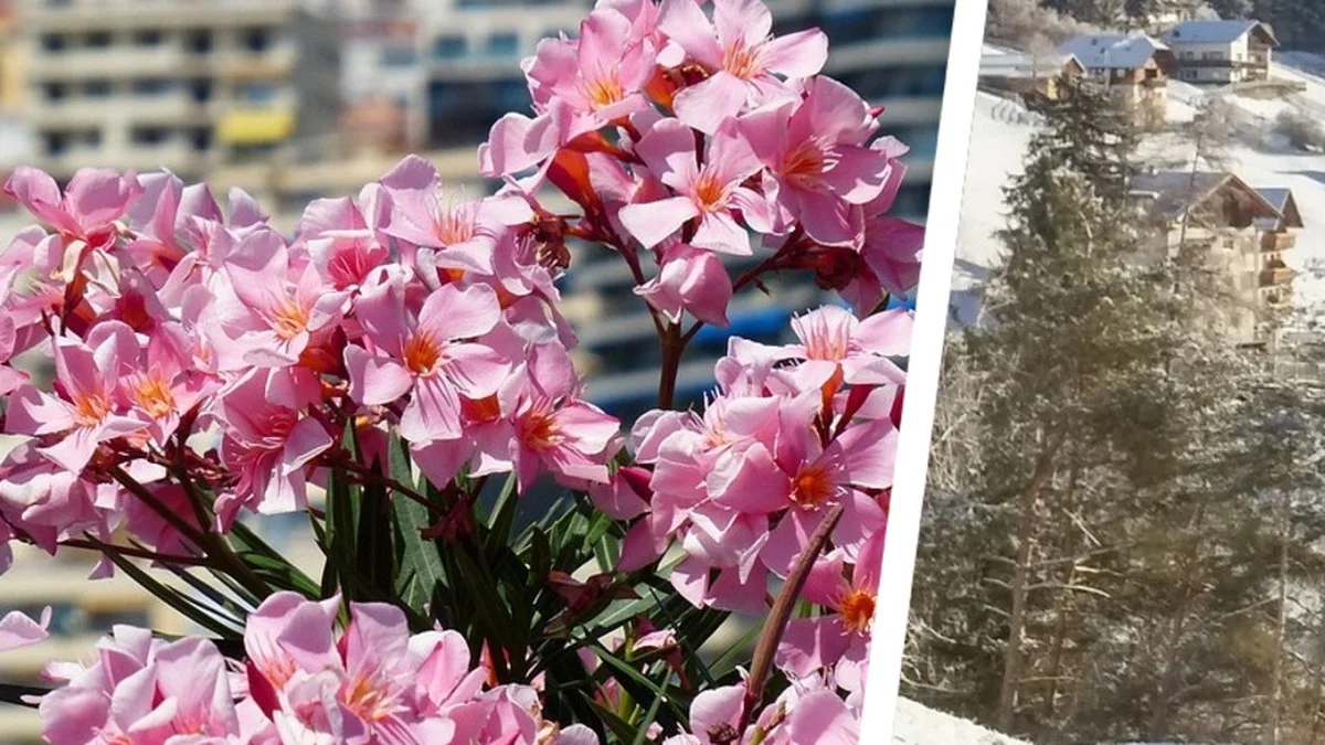 Oleander winterfest machen – was der Standort wirklich leisten muss