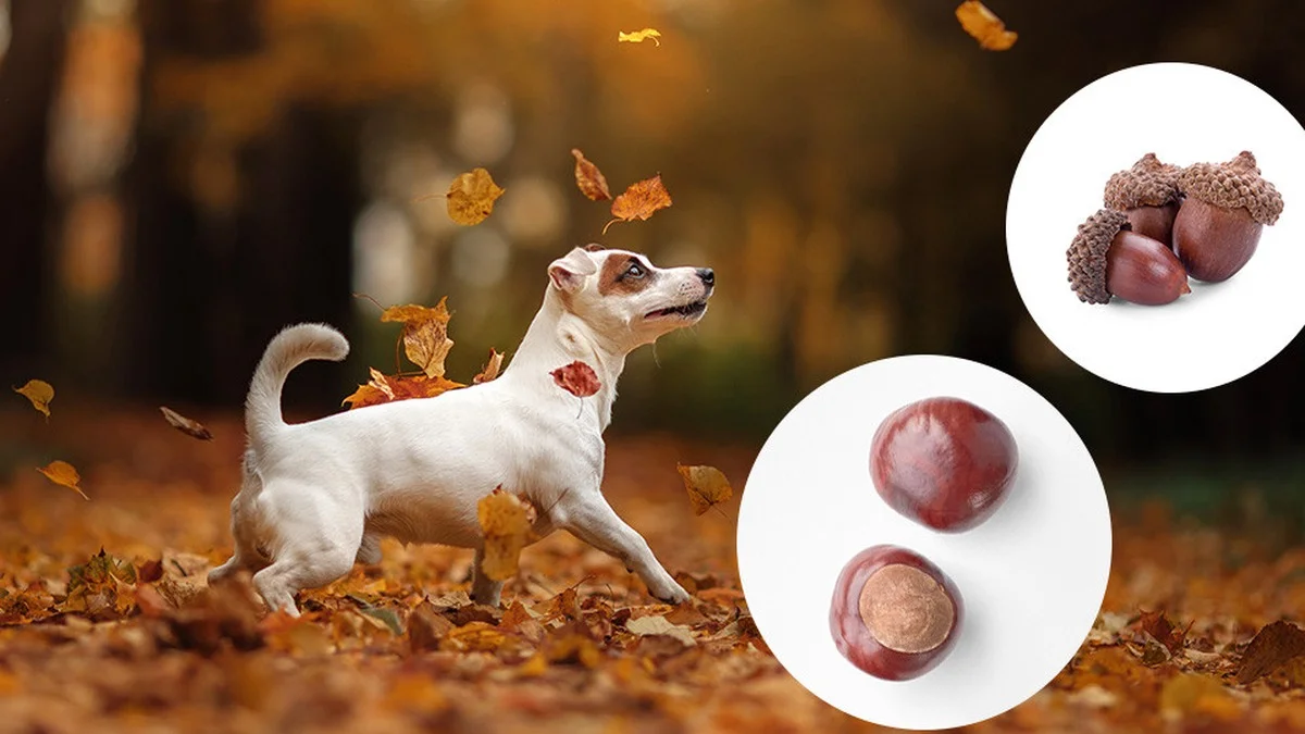 Eicheln, Kastanien, Walnüsse: Welche Herbstfrüchte beim Spaziergang für Hunde gefährlich werden können