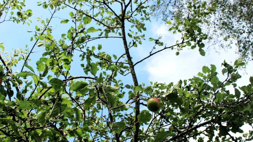Berlepsch-Apfel: Was diese alte Sorte gegenüber modernen Züchtungen auszeichnet
