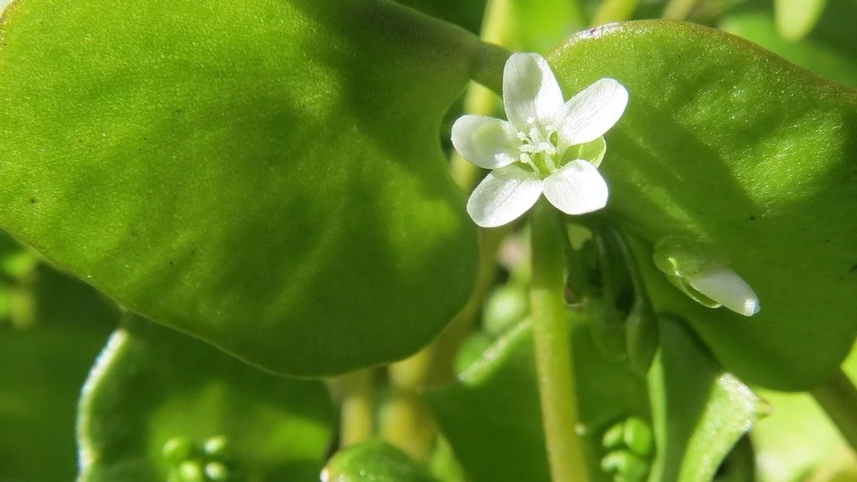 Winterportulak im Garten anbauen – ab September aussäen und bis März ernten
