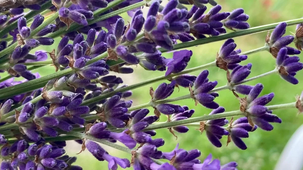 Lavendel gegen Ameisen im Gemüsebeet – so hat es bei mir wirklich funktioniert