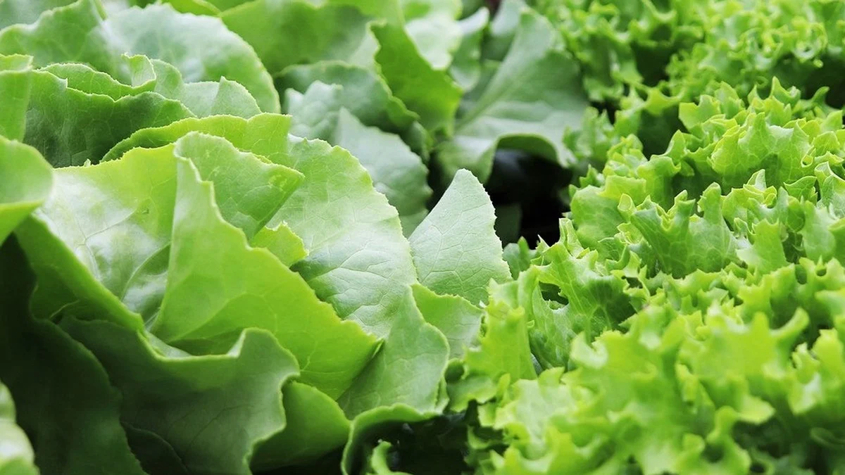 Salat hält sich länger als gedacht – wenn du diese Lagerungsfehler vermeidest