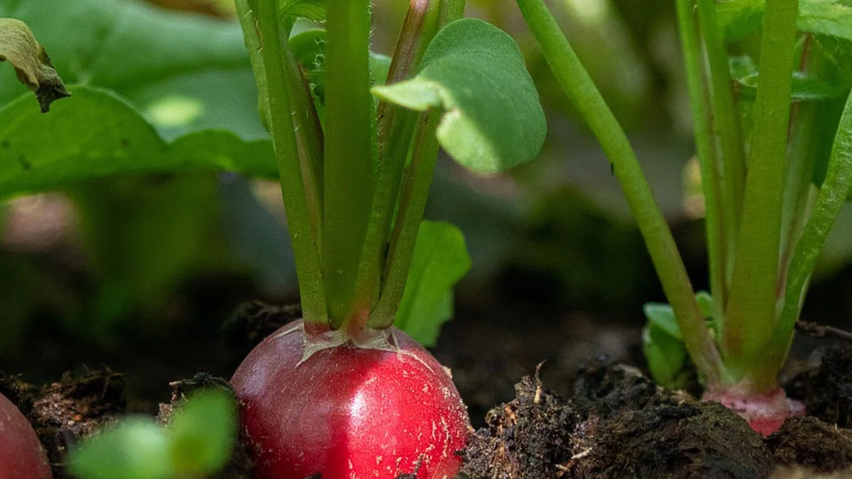 Im September noch säen – welche 10 Gemüsesorten jetzt ins Beet kommen