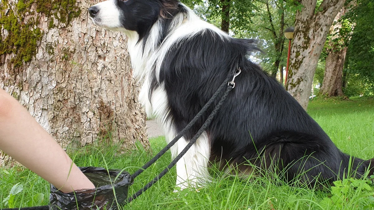 Hundekot liegen lassen – warum das für Mensch, Tier und Umwelt gefährlicher ist als viele denken