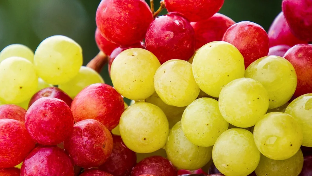 Tafeltrauben aus Deutschland: Warum nur wenige hundert Hektar für Millionen Kilo Bedarf reichen