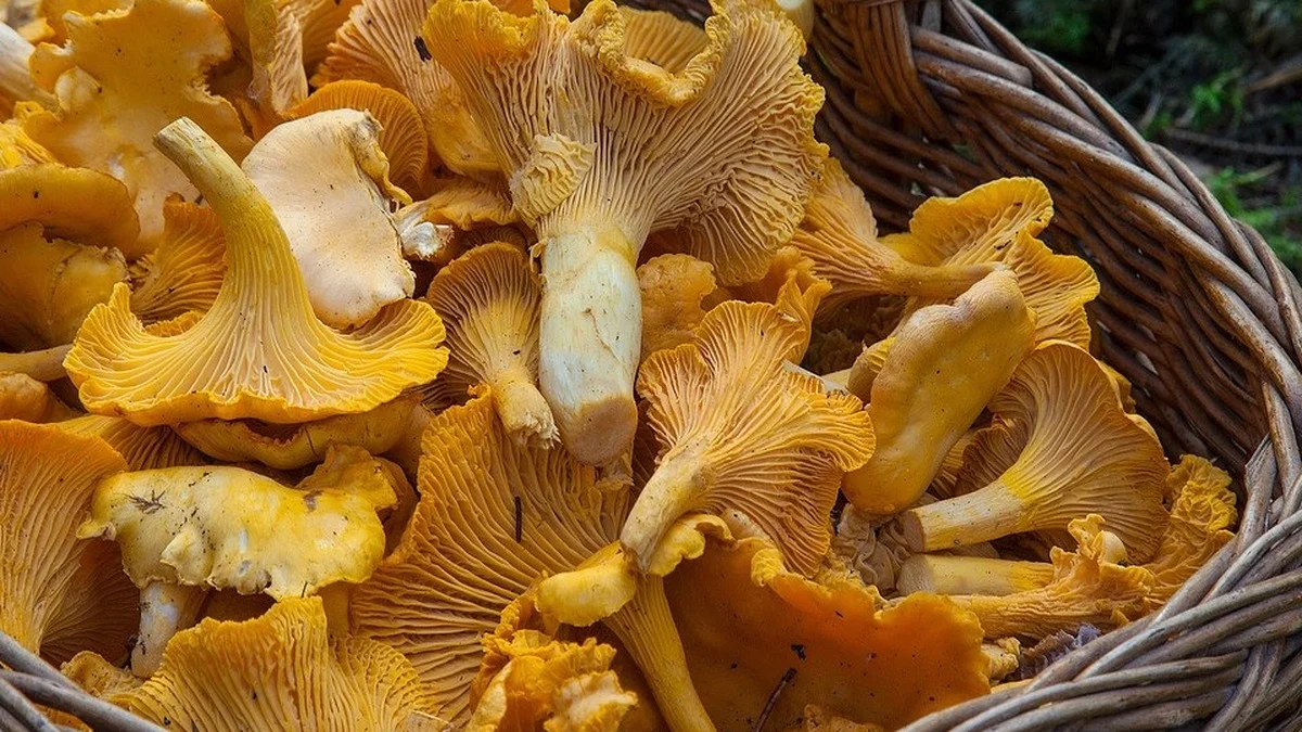 Pilze sammeln: Vor diesem Fehler bei der App-Bestimmung warnen Experten