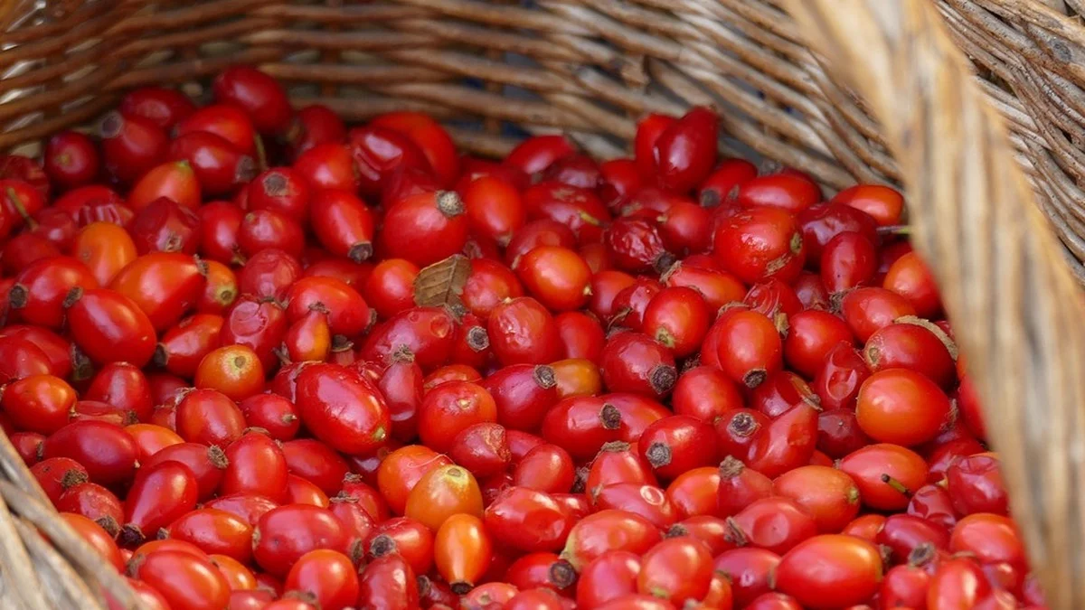 Vier Wildpflanzen, deren Früchte du im Herbst kostenlos sammeln kannst