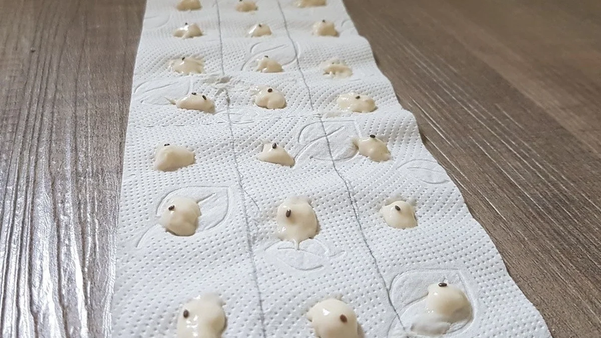 Saatbänder selbst herstellen – mit Toilettenpapier, Mehl und Wasser